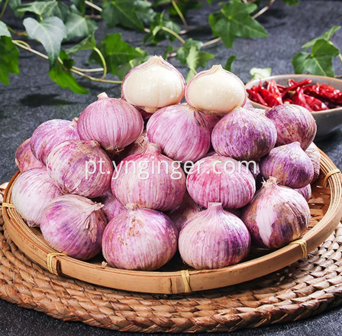 Garlic 15